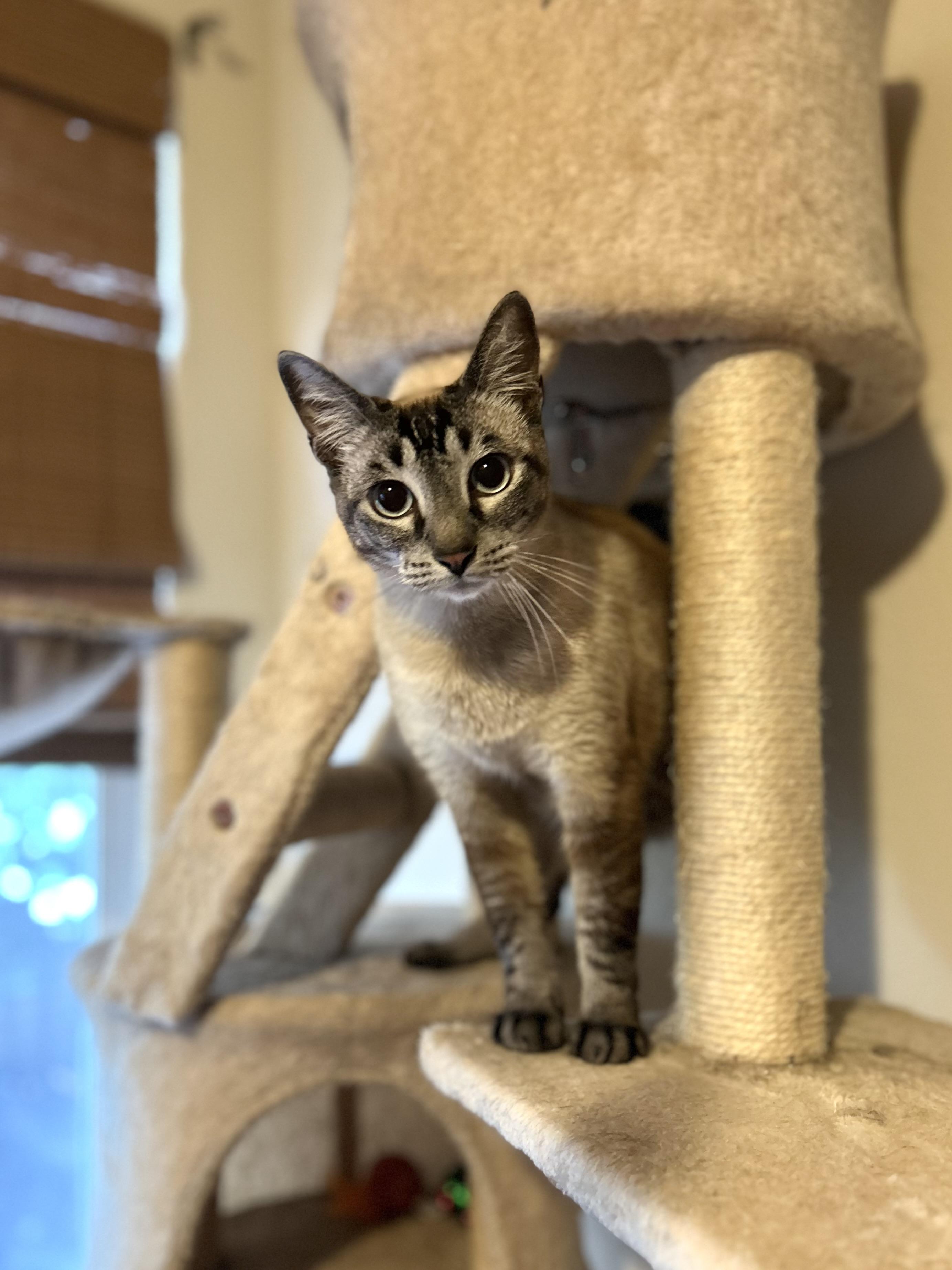 Luca (confident / social / affectionate), a ADOPTABLE mixed breed in San Jose, CA image 1/4