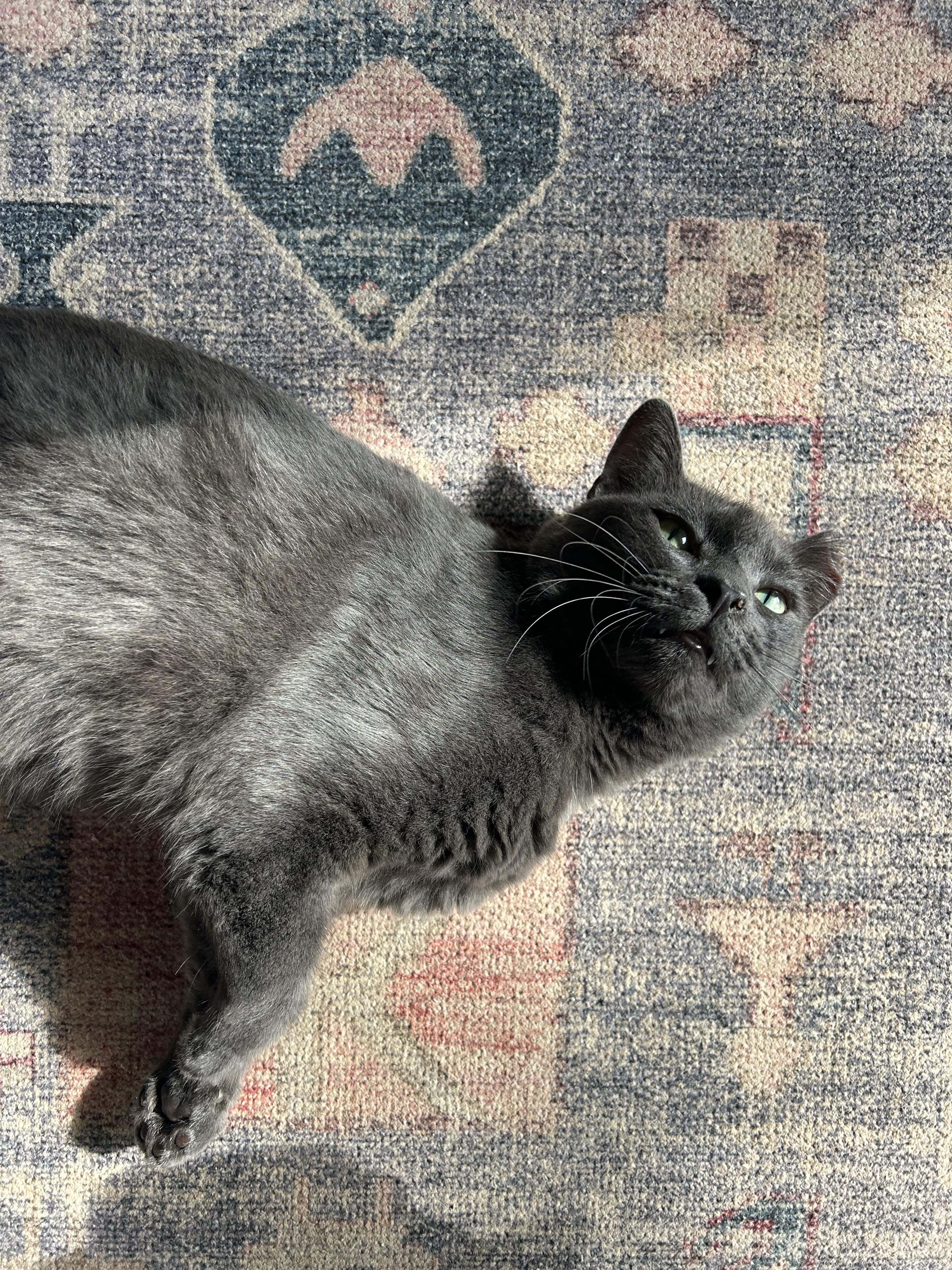 Enlarge Baby Billy (lap cat), a ADOPTABLE mixed breed in Avondale Estates, GA image 2/6