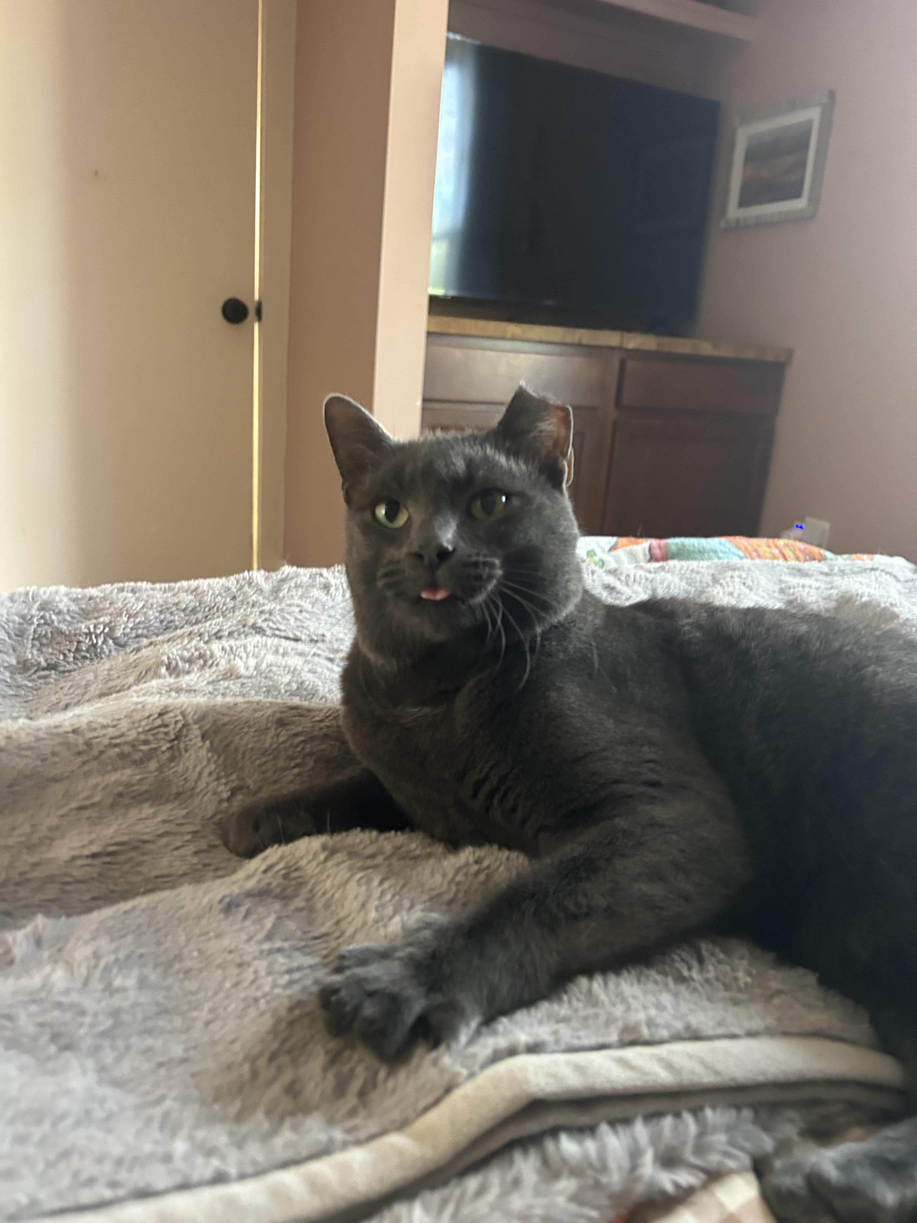 Enlarge Baby Billy (lap cat), a ADOPTABLE mixed breed in Avondale Estates, GA image 3/6