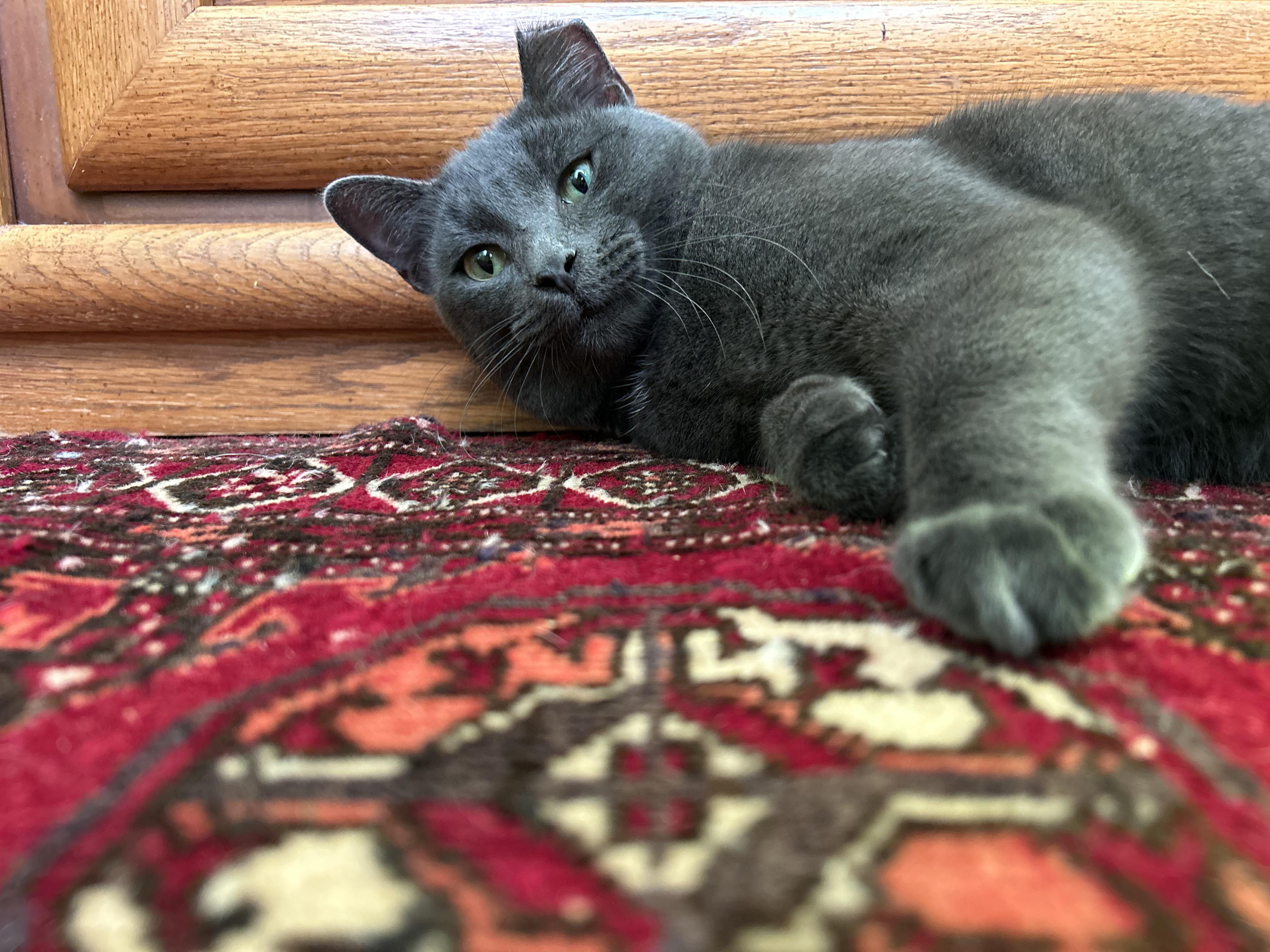 Enlarge Baby Billy (lap cat), a ADOPTABLE mixed breed in Avondale Estates, GA image 5/6