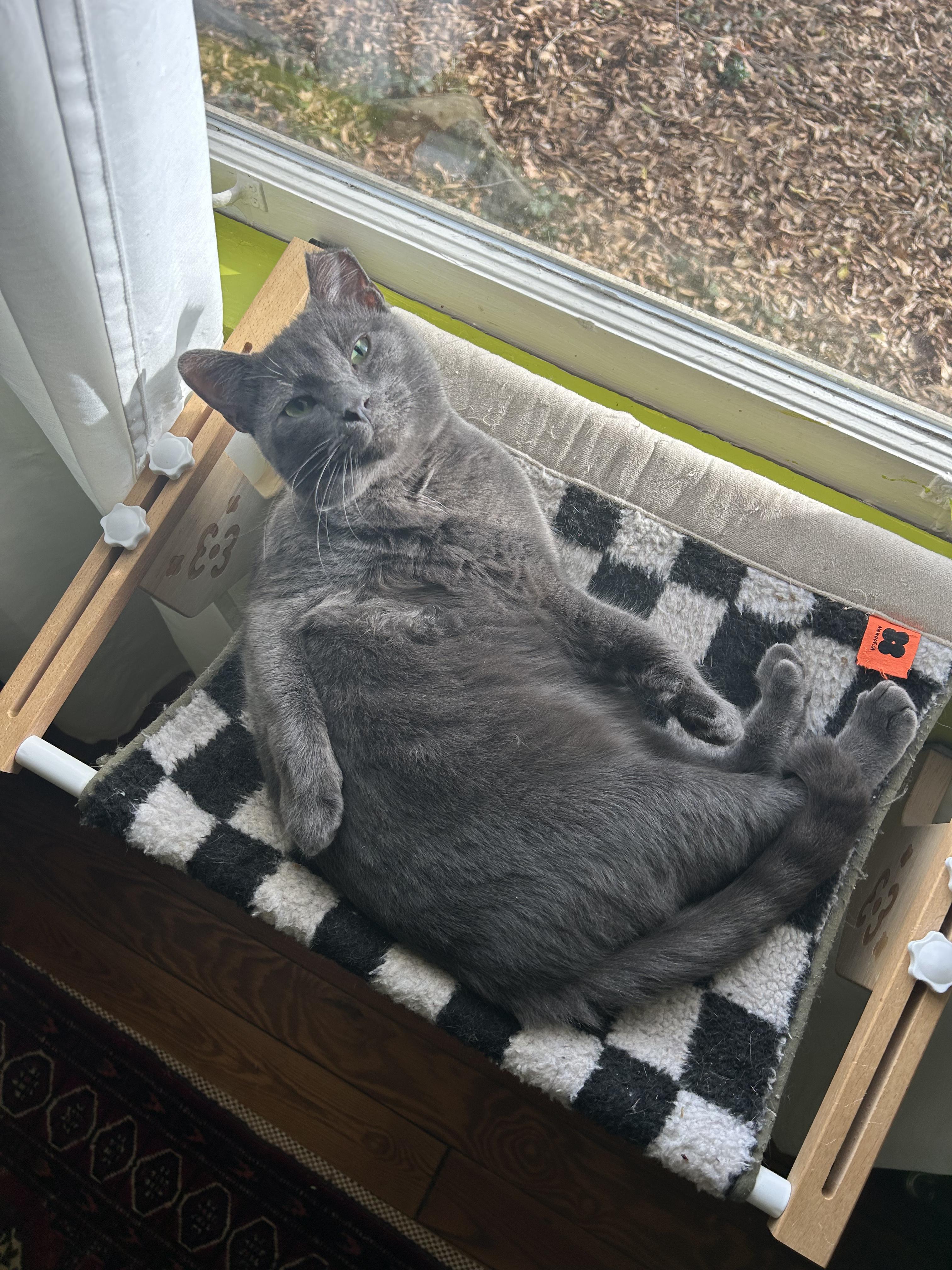 Enlarge Baby Billy (lap cat), a ADOPTABLE mixed breed in Avondale Estates, GA image 4/6