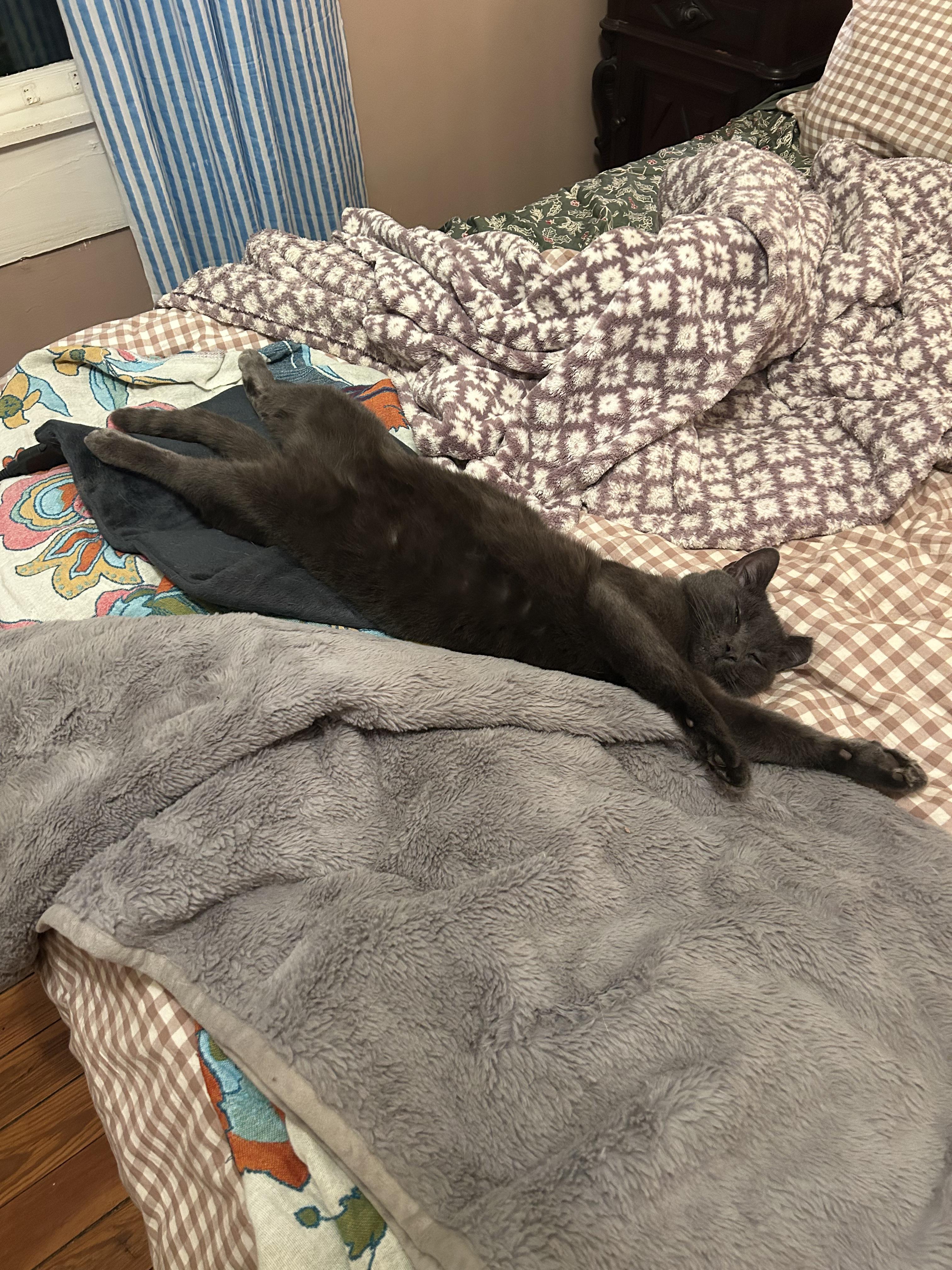 Enlarge Baby Billy (lap cat), a ADOPTABLE mixed breed in Avondale Estates, GA image 6/6