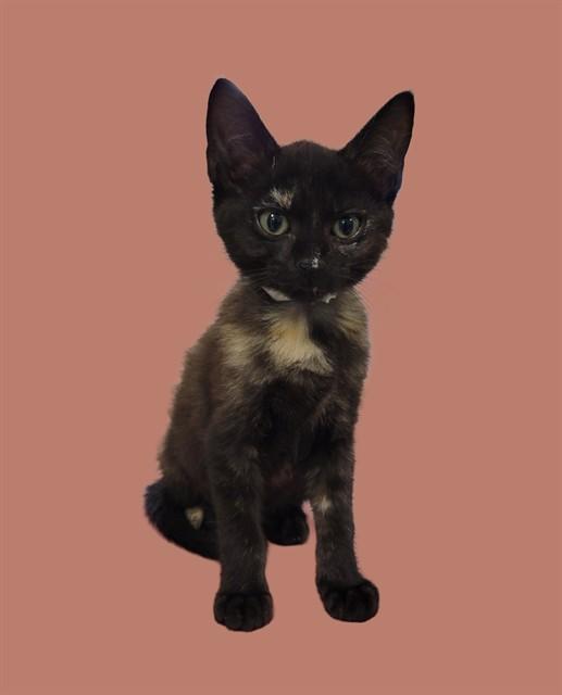 Enlarge REY, a Adoptable Domestic Short Hair in Sarasota, FL image 1/1