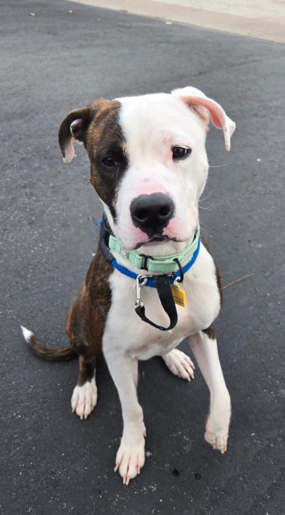 Enlarge Ferlin, a Adoptable mixed breed in Sandusky, OH image 1/1