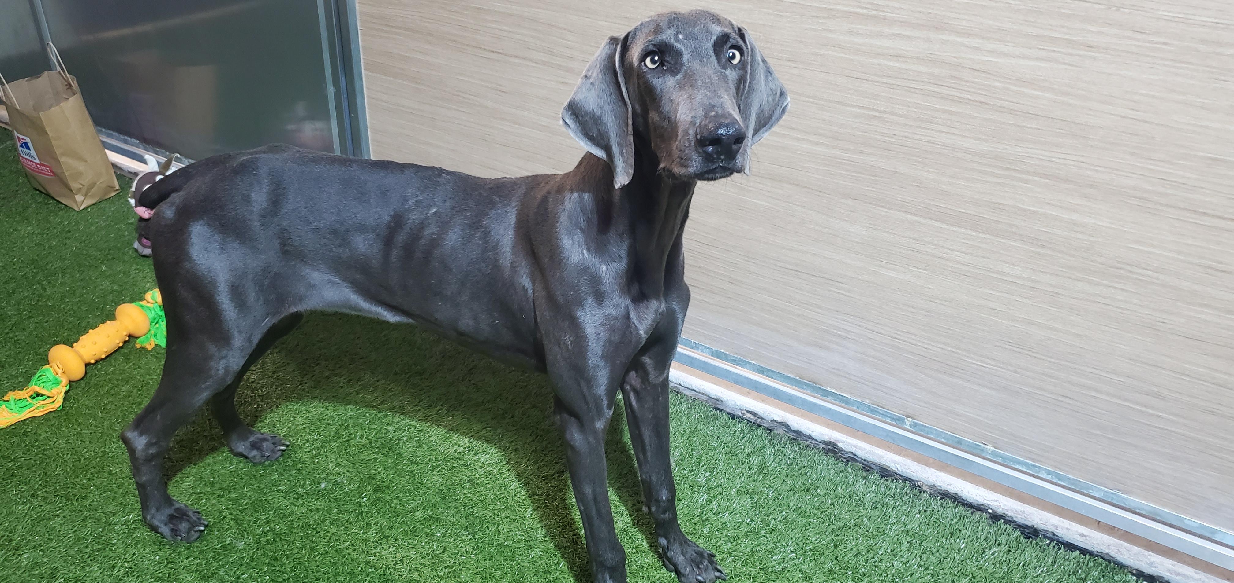 Tony, a Adoptable Weimaraner in Birmingham, AL image 3/3