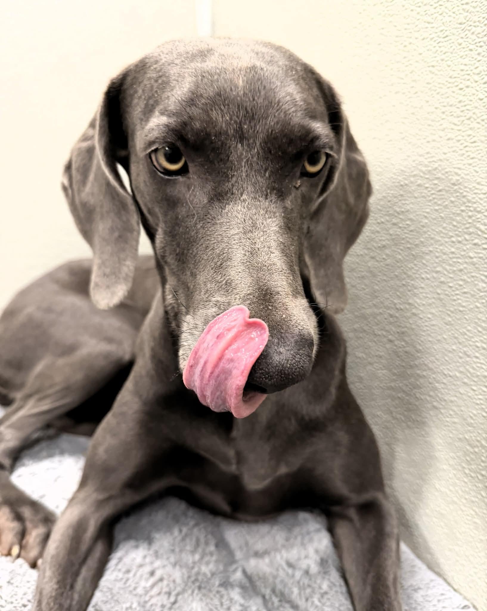 Tony, a Adoptable Weimaraner in Birmingham, AL image 1/3