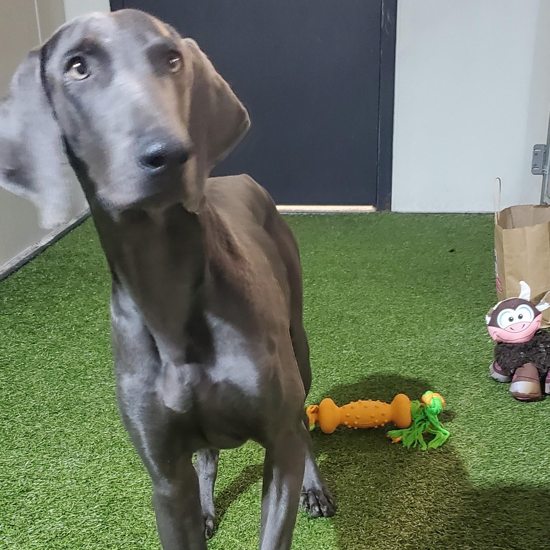 Tony, Adoptable, Young Male Weimaraner.