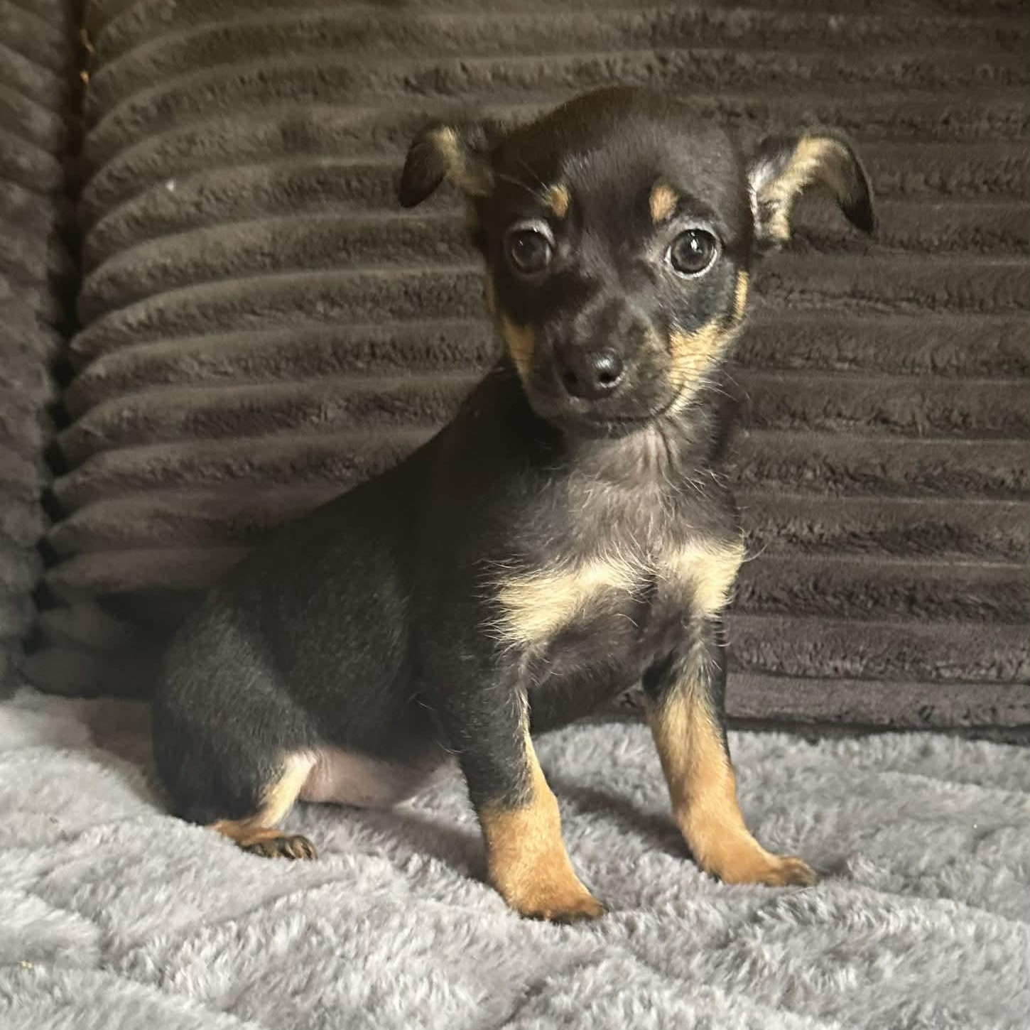 Enlarge Aspen, a ADOPTABLE mixed breed in Pelham, NH image 3/5