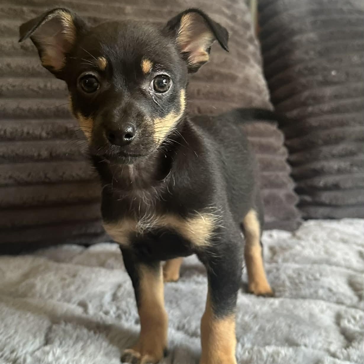 Enlarge Aspen, a ADOPTABLE mixed breed in Pelham, NH image 5/5