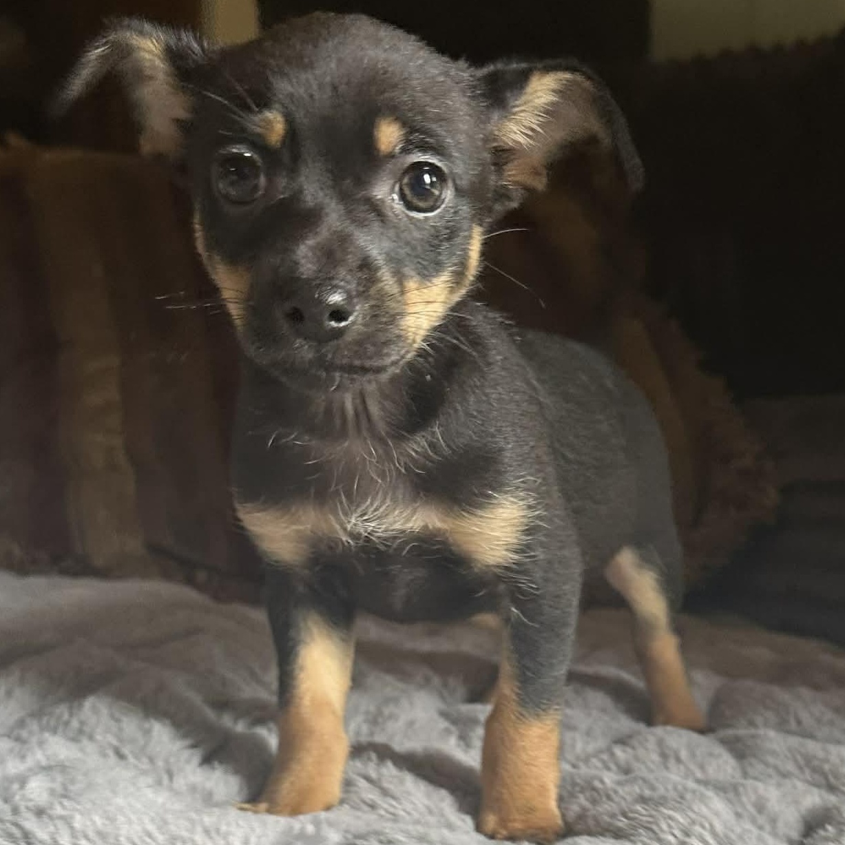 Enlarge Aspen, a ADOPTABLE mixed breed in Pelham, NH image 1/5