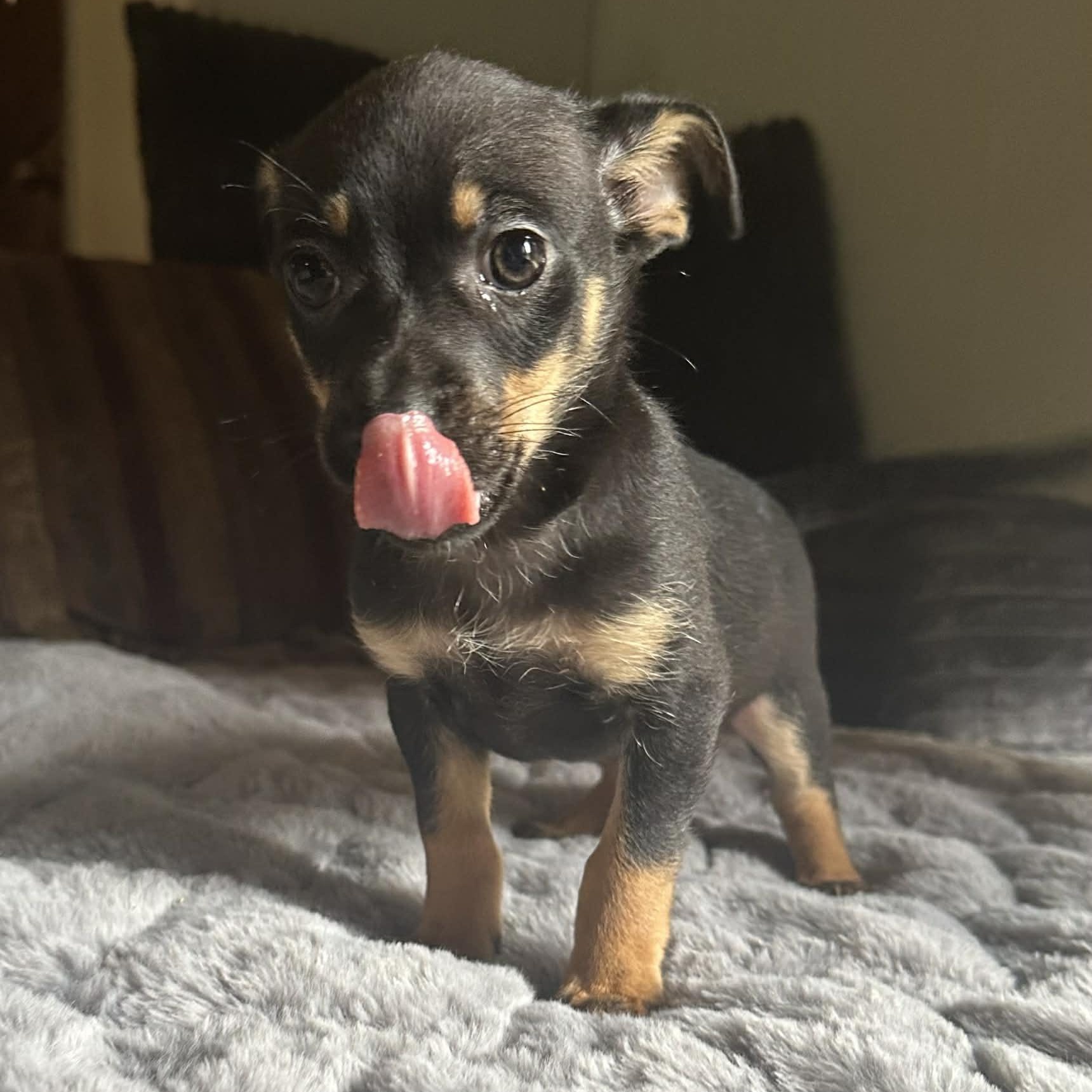 Enlarge Aspen, a ADOPTABLE mixed breed in Pelham, NH image 2/5