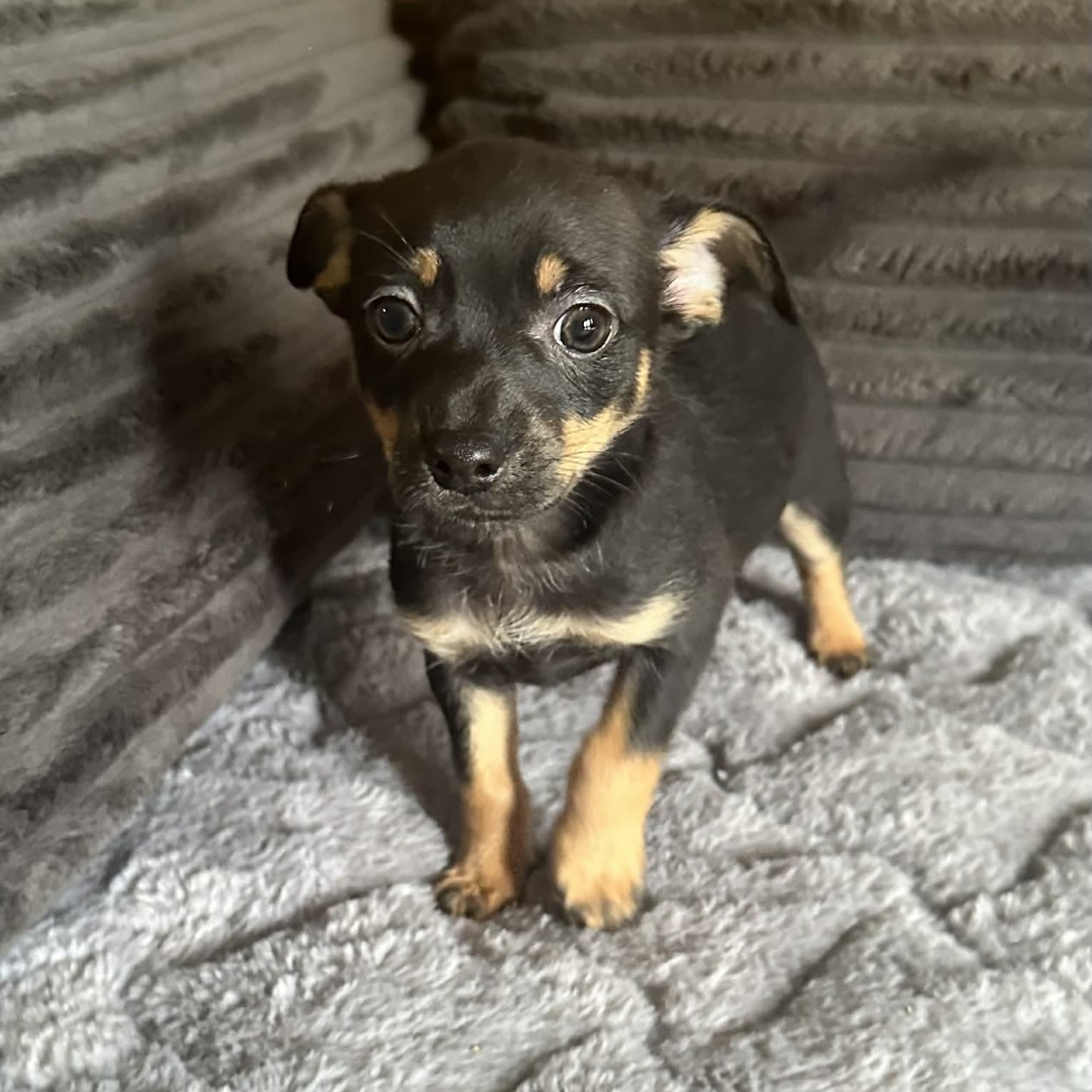 Enlarge Aspen, a ADOPTABLE mixed breed in Pelham, NH image 4/5