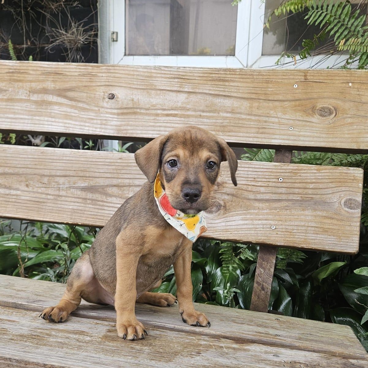HANK TANK (OUT OF TOWN), adopted, Puppy Male Labrador Retriever & Mixed Breed.