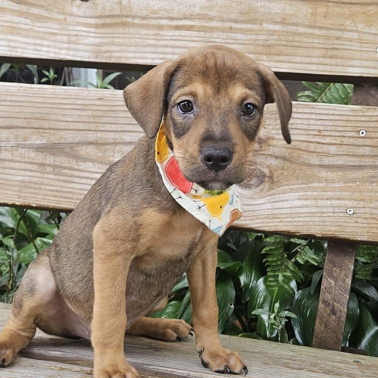 Enlarge HANK TANK (OUT OF TOWN), an adopted mixed breed in New York, NY image 2/2