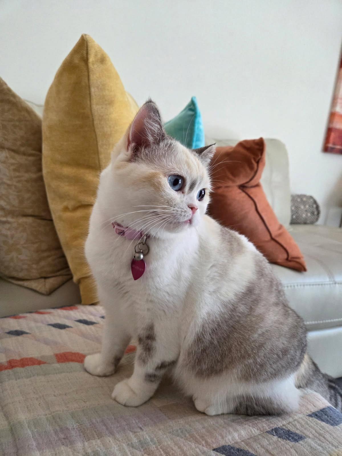 Enlarge Reya, a Adoptable Scottish Fold in Boynton Beach, FL image 1/1