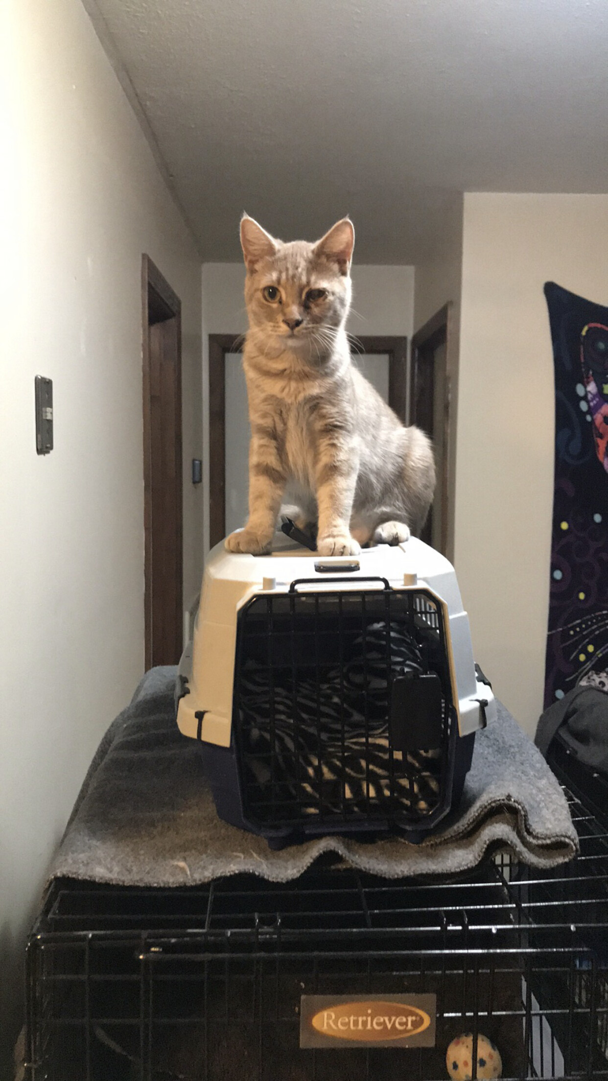 Lucy, a Adoptable Domestic Short Hair in Hopkinsville, KY image 1/10