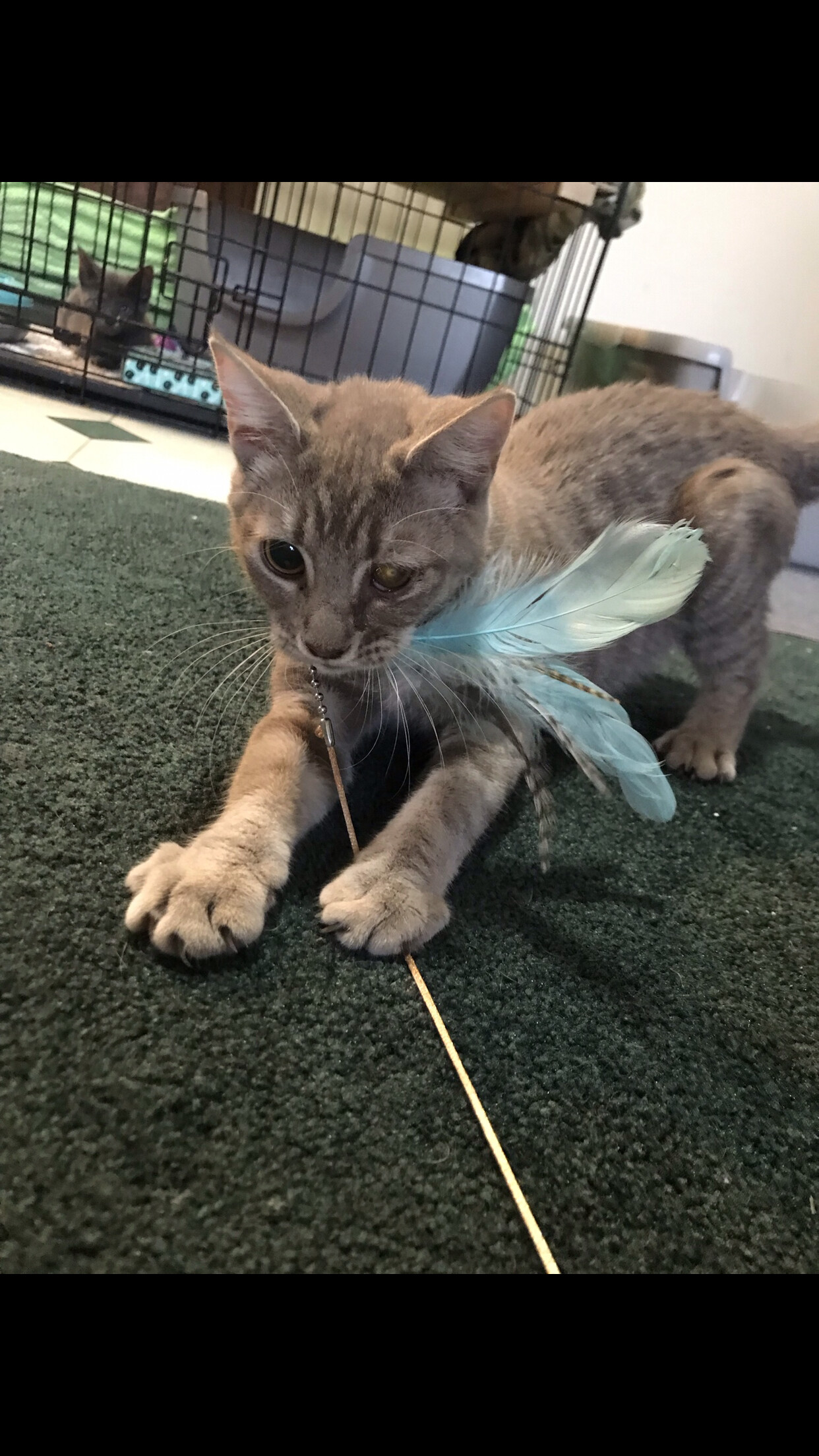 Lucy, a Adoptable Domestic Short Hair in Hopkinsville, KY image 2/10