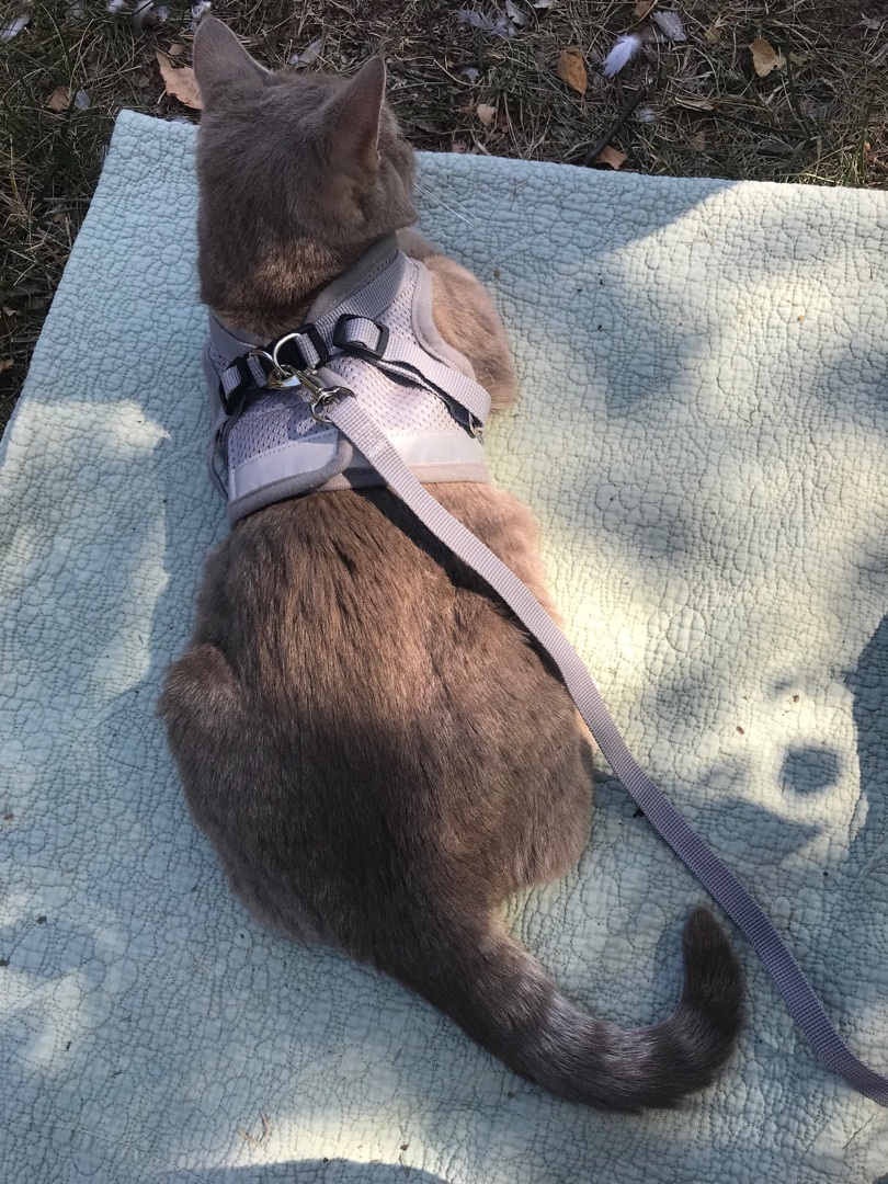 Lucy, a Adoptable Domestic Short Hair in Hopkinsville, KY image 3/10