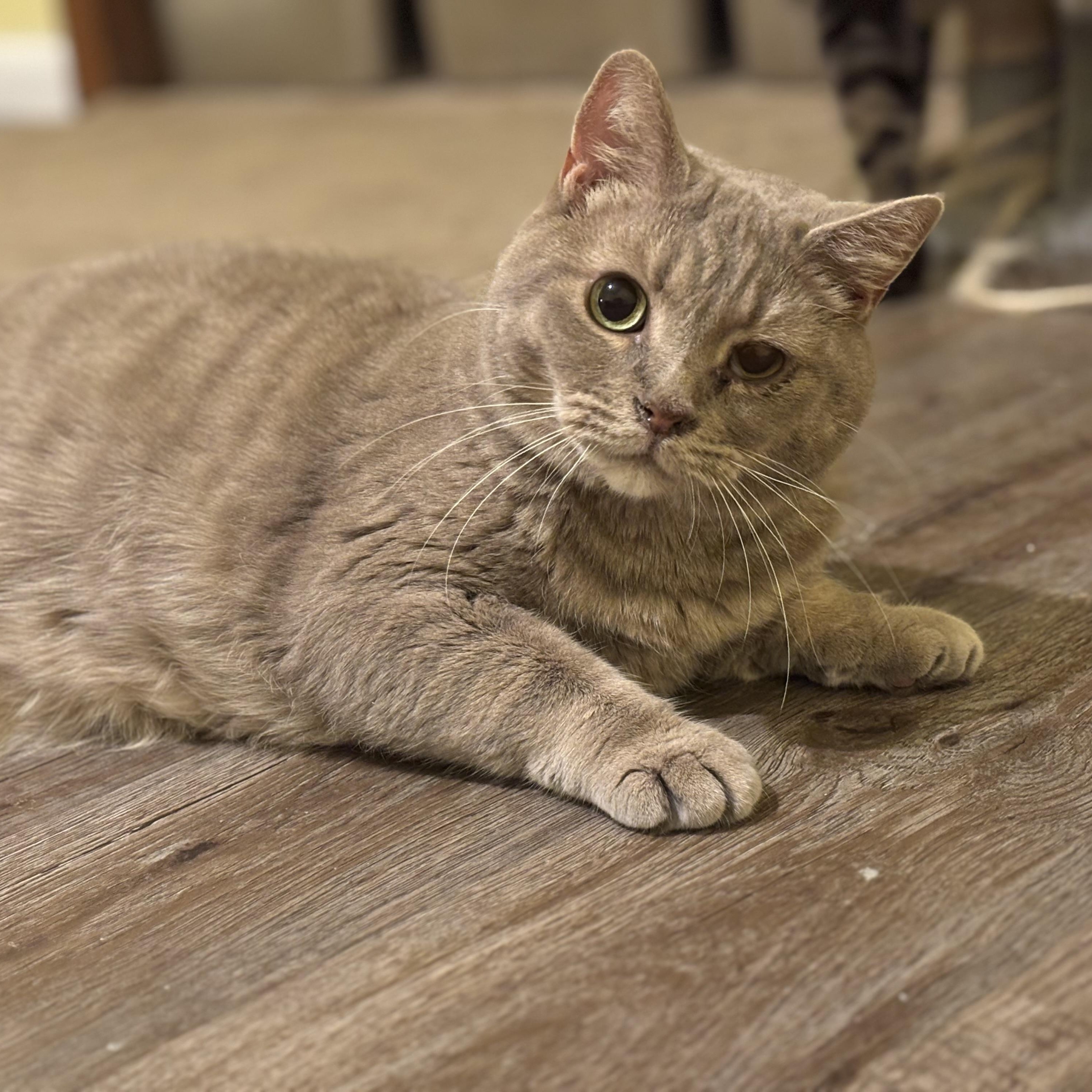 Lucy, a Adoptable Domestic Short Hair in Hopkinsville, KY image 1/4