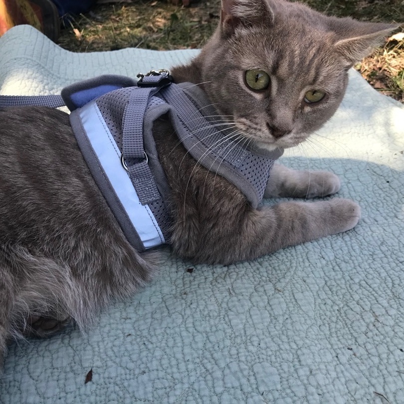 Lucy, a Adoptable Domestic Short Hair in Hopkinsville, KY image 4/10