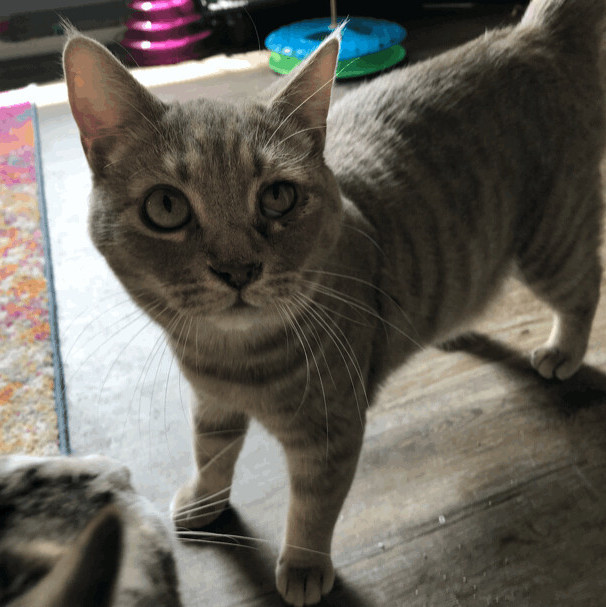 Lucy, a Adoptable Domestic Short Hair in Hopkinsville, KY image 5/10