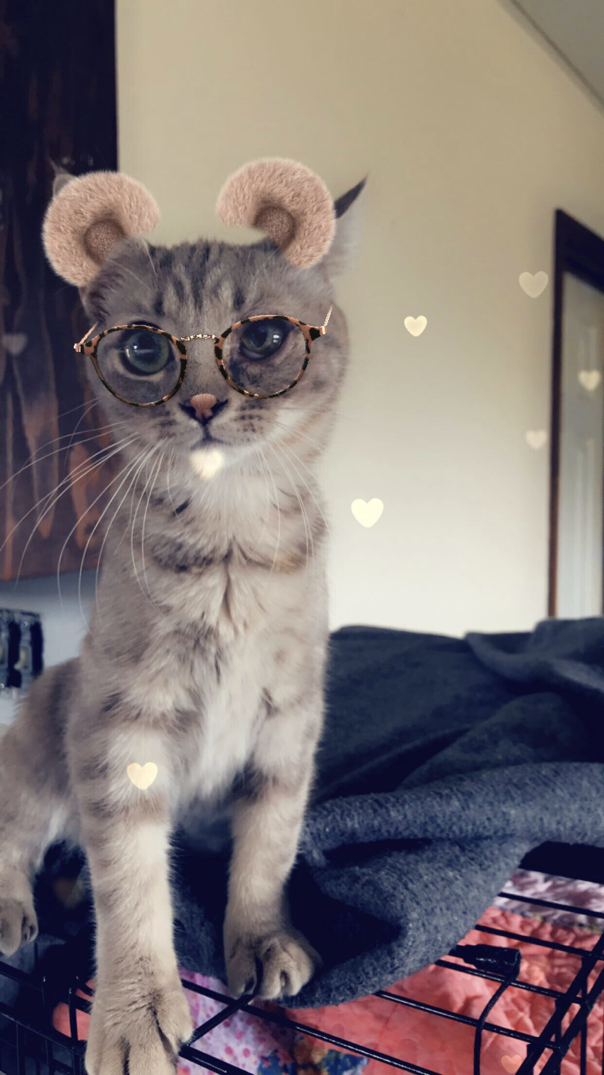 Lucy, a Adoptable Domestic Short Hair in Hopkinsville, KY image 6/10