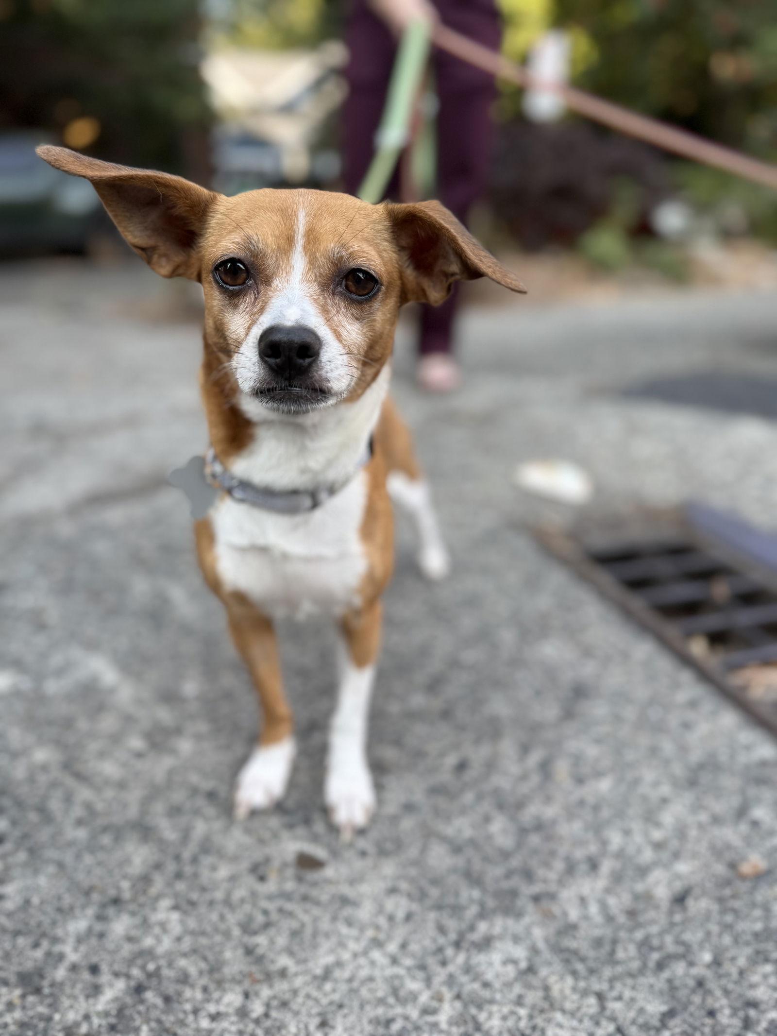 Enlarge Ivy, a Adopted Chihuahua in Bothell, WA image 1/3