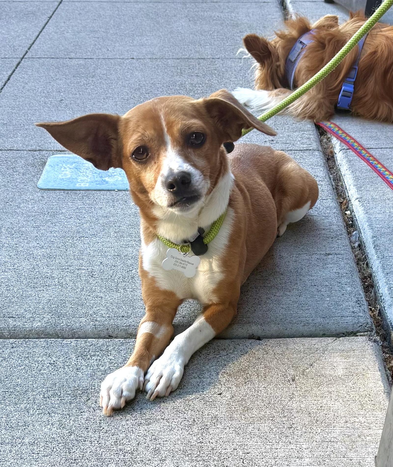 Enlarge Ivy, a Adopted Chihuahua in Bothell, WA image 2/3