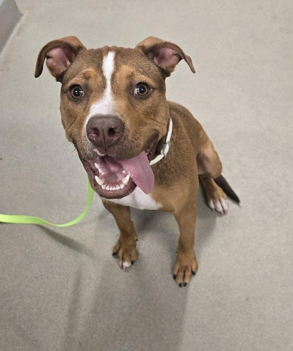Glitter, Adoptable, Young Female Pit Bull Terrier.
