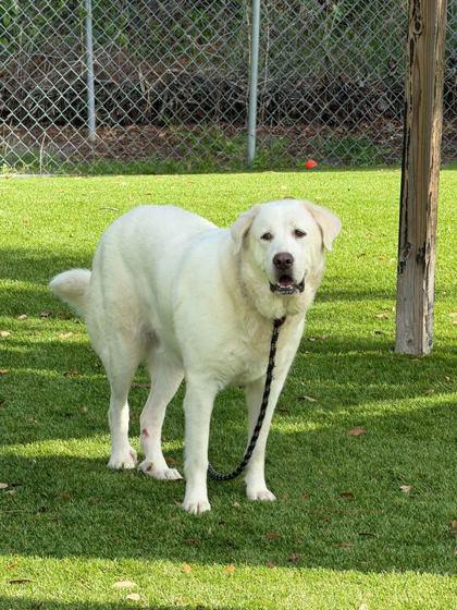 Wallflower - 2, Adoptable, Adult Female Great Pyrenees & Mixed Breed.