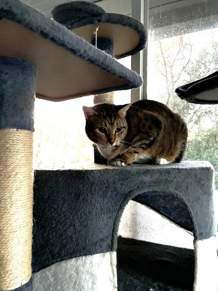 Carol, a Adoptable Domestic Short Hair in DELTONA, FL image 1/6