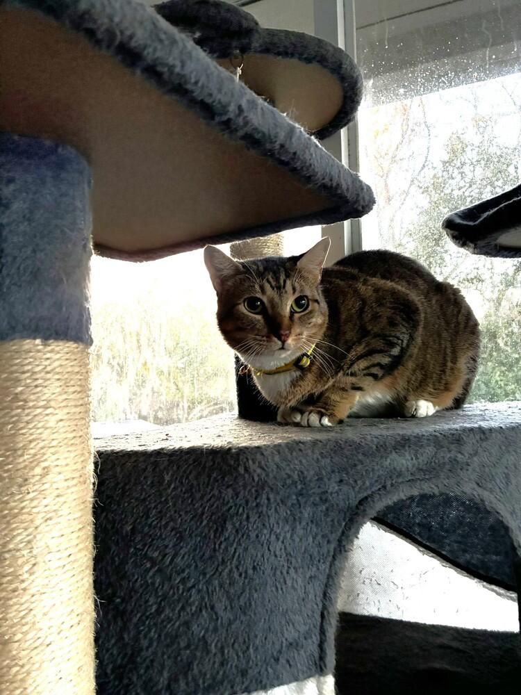 Carol, a Adoptable Domestic Short Hair in DELTONA, FL image 2/6