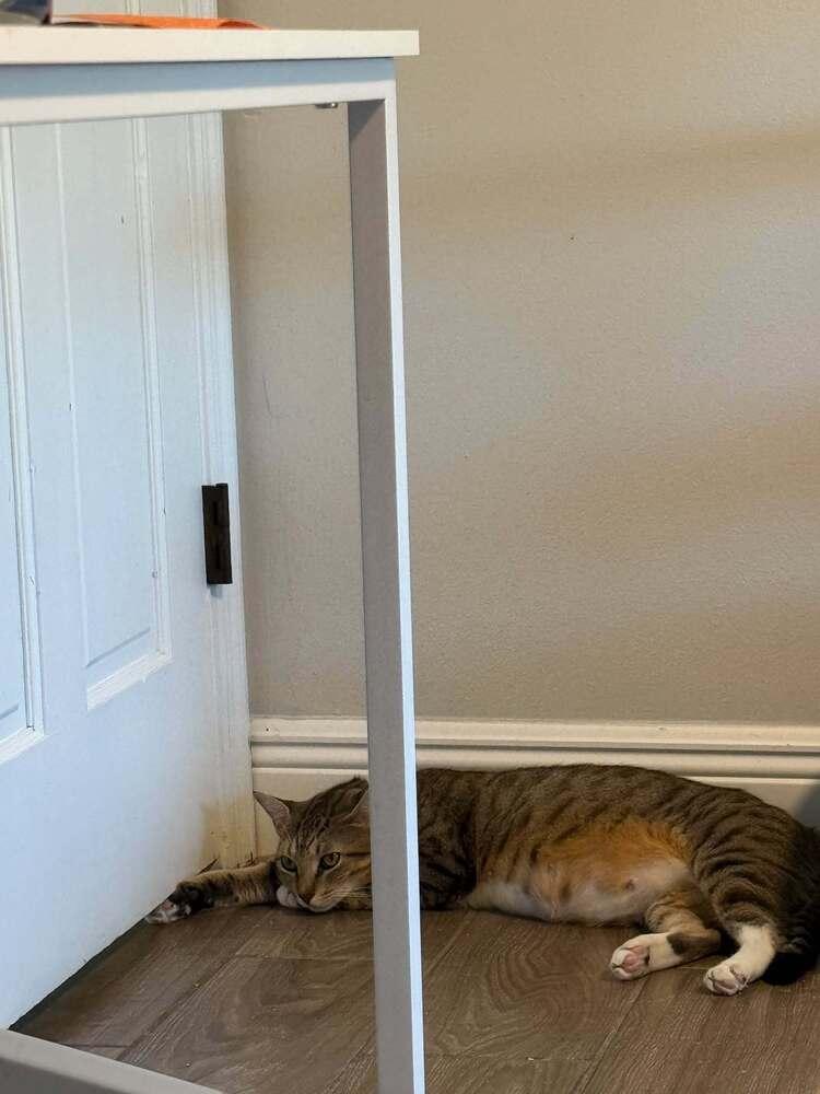 Carol, Adoptable, Adult Female Domestic Short Hair.