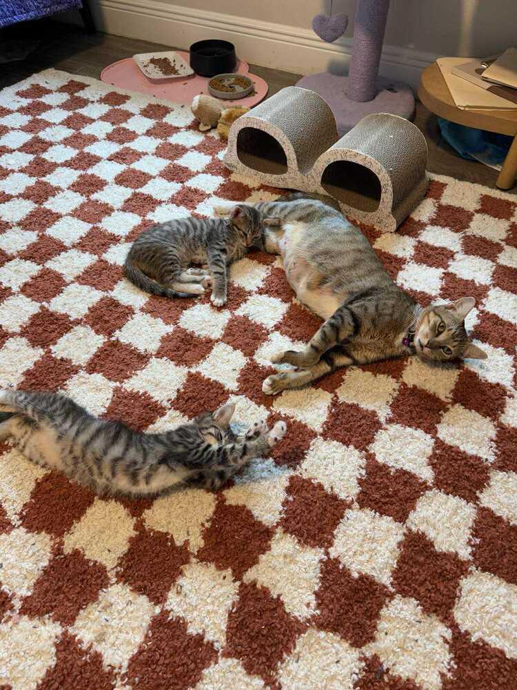 Enlarge Carol, a Adoptable Domestic Short Hair in DELTONA, FL image 2/4