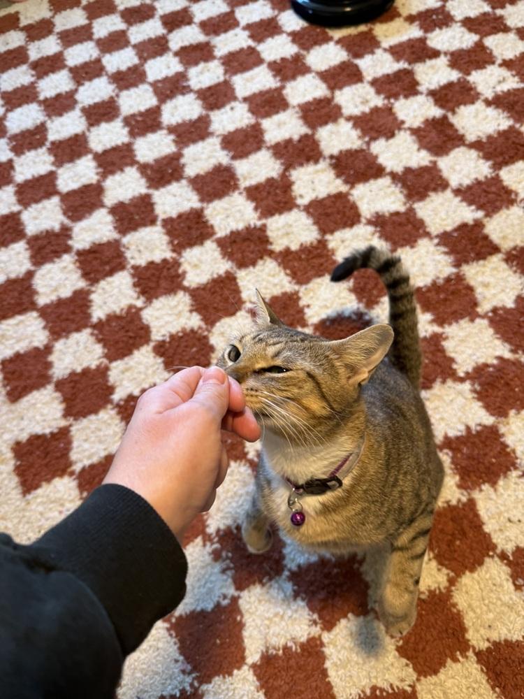 Enlarge Carol, a Adoptable Domestic Short Hair in DELTONA, FL image 3/4