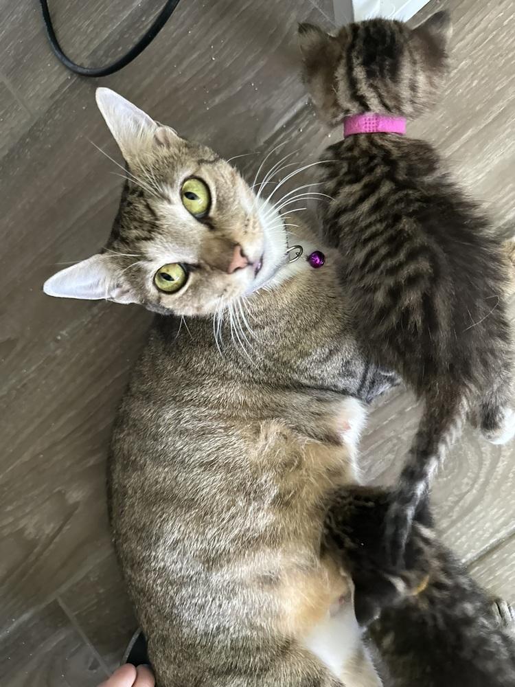 Enlarge Carol, a Adoptable Domestic Short Hair in DELTONA, FL image 4/4