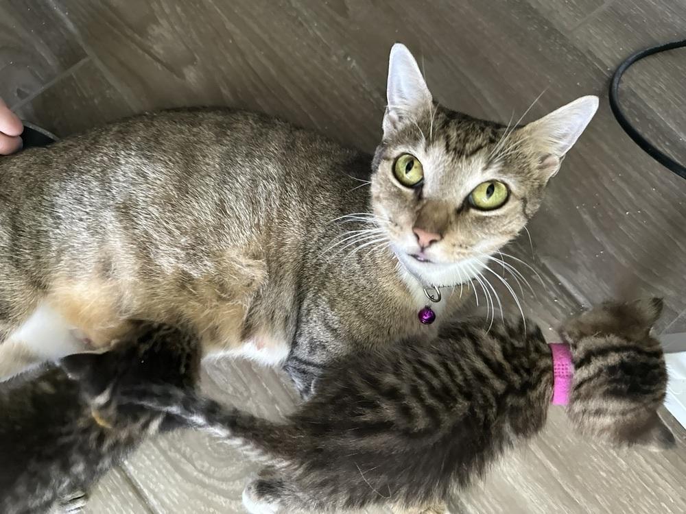 Carol, a Adoptable Domestic Short Hair in DELTONA, FL image 6/6