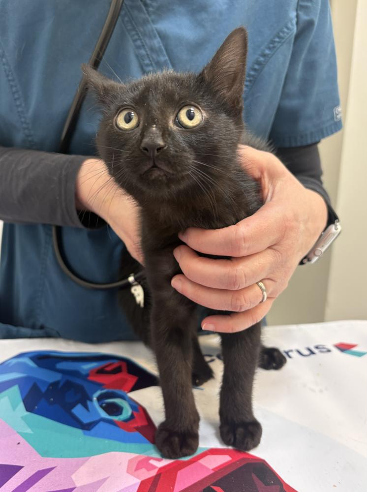 Enlarge Katty, a Adoptable mixed breed in New York, NY image 2/6