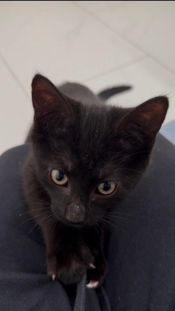 Enlarge Katty, a Adoptable mixed breed in New York, NY image 3/6