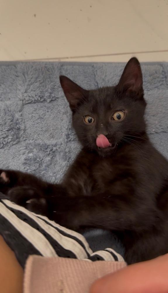 Enlarge Katty, a Adoptable mixed breed in New York, NY image 4/6