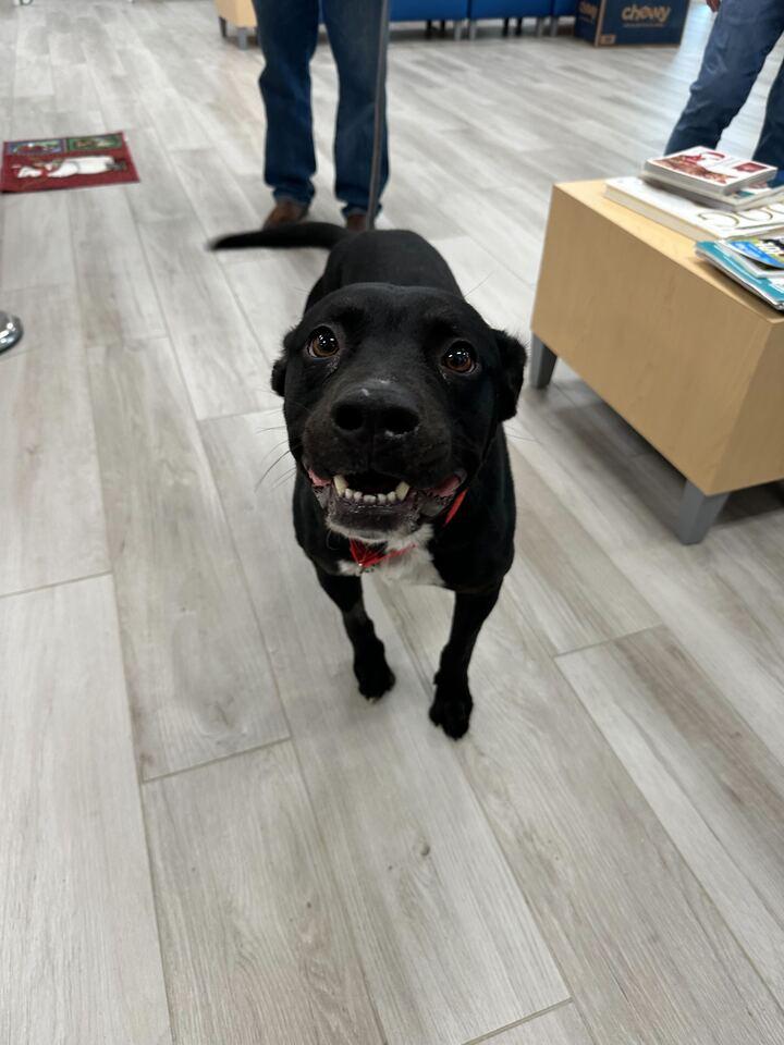 Enlarge Teddy, a ADOPTABLE mixed breed in Richmond, VA image 3/5