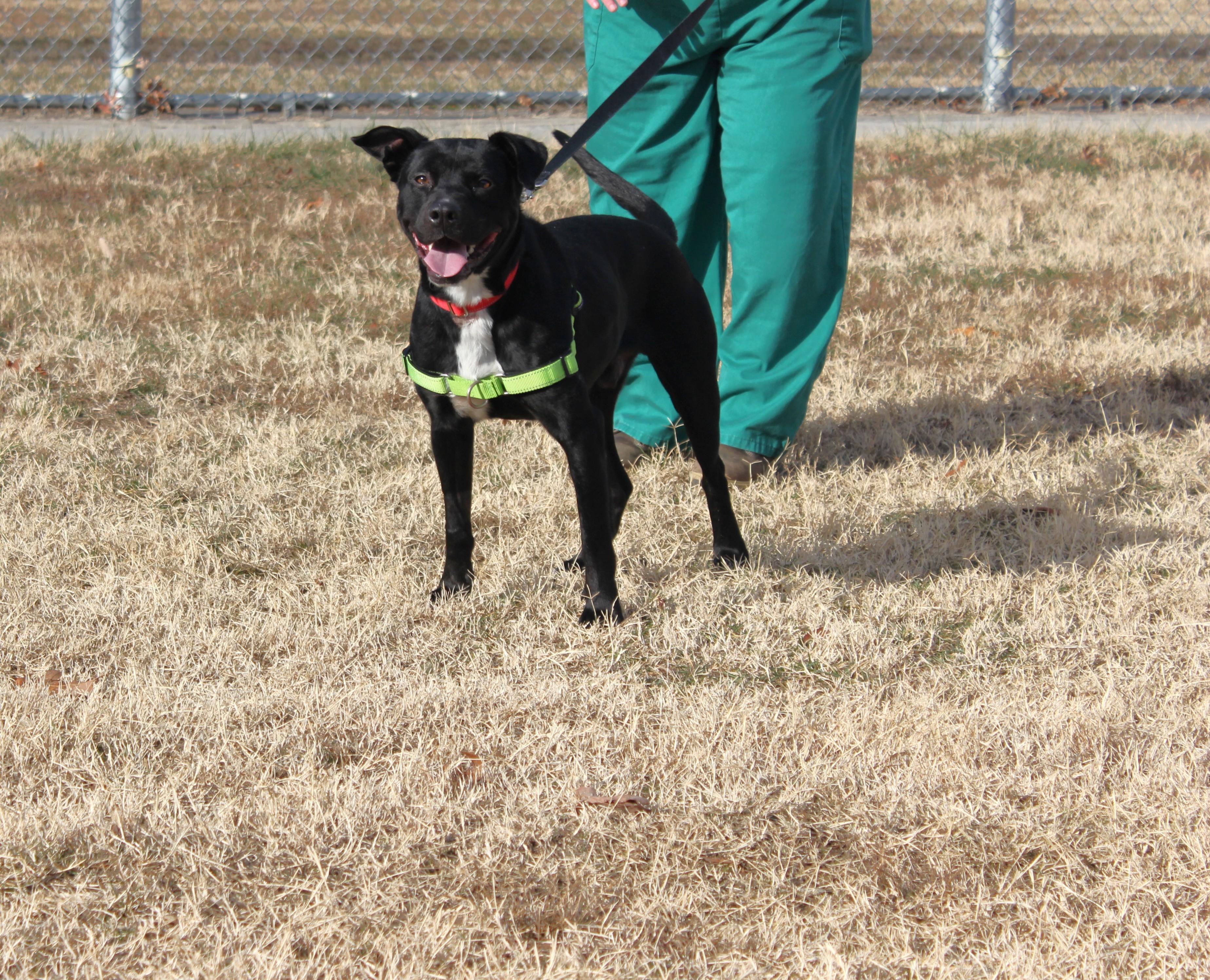 Enlarge Teddy, a ADOPTABLE mixed breed in Richmond, VA image 1/5