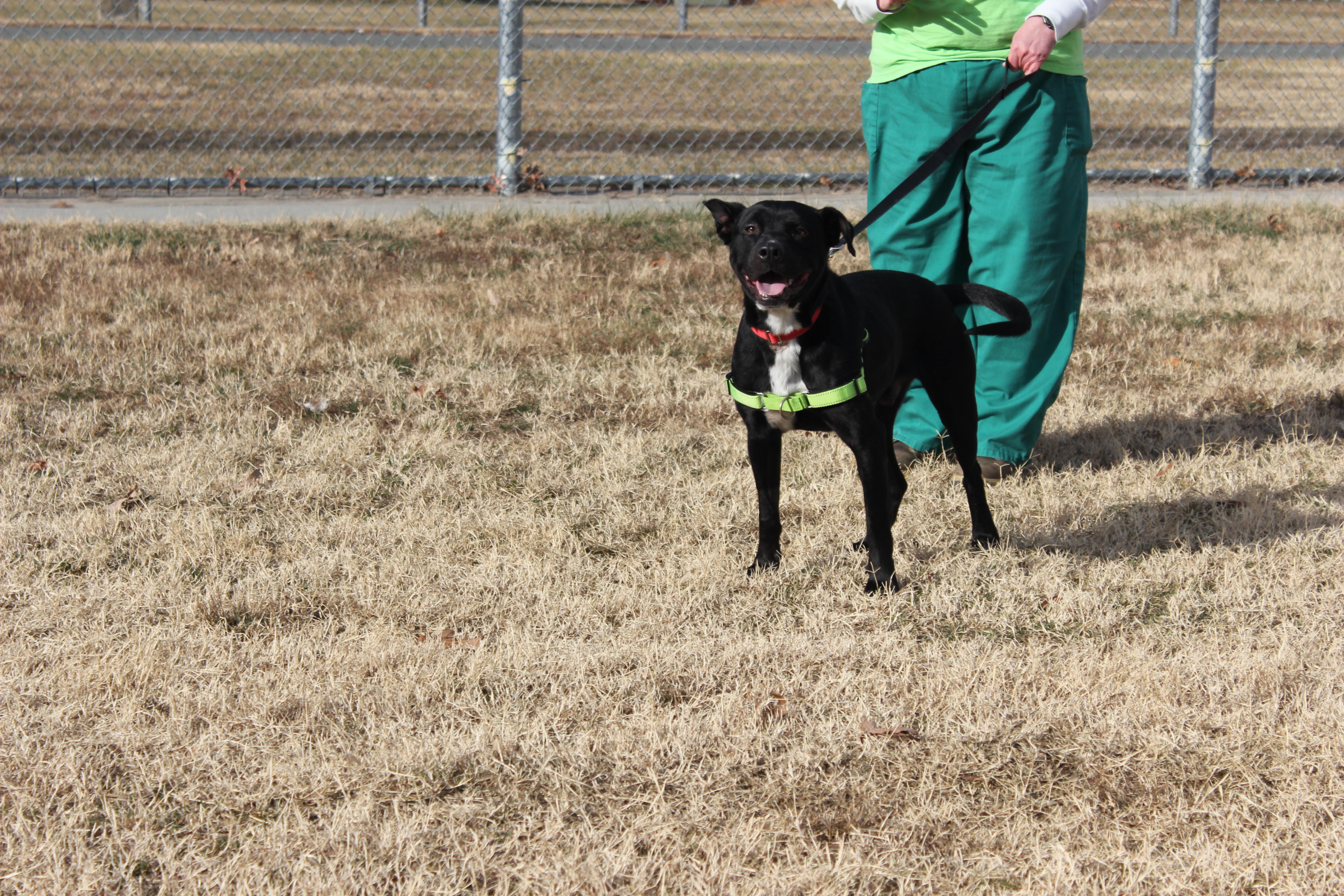 Enlarge Teddy, a ADOPTABLE mixed breed in Richmond, VA image 2/5