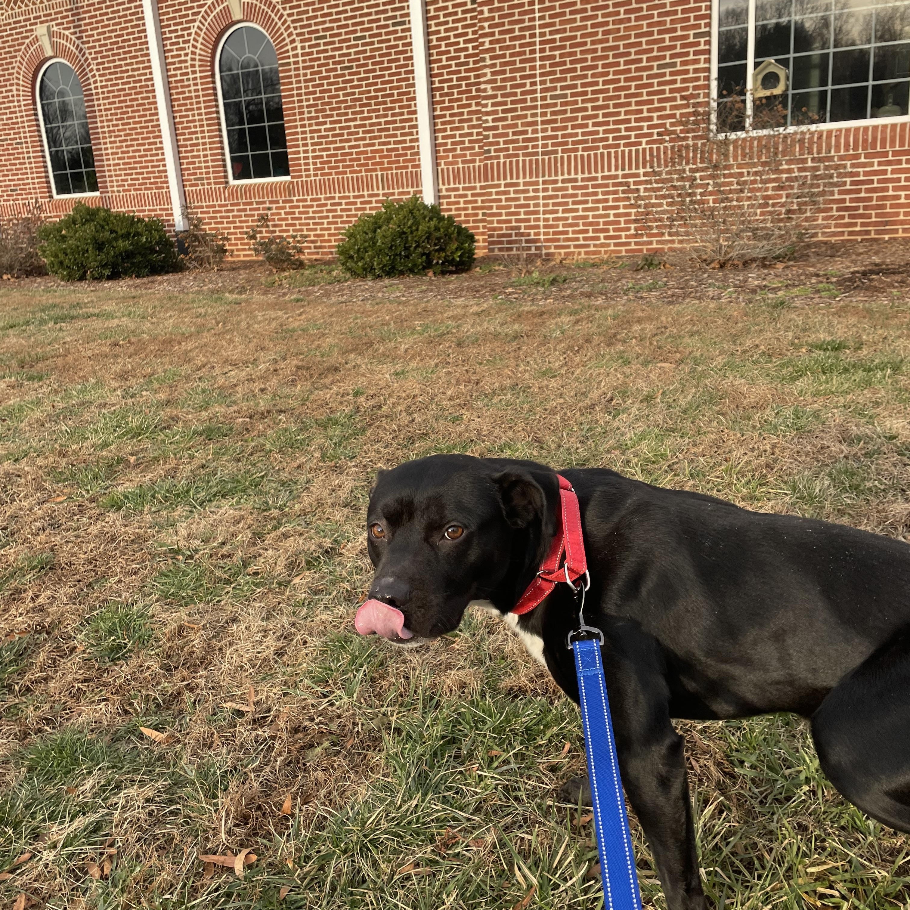 Enlarge Teddy, a ADOPTABLE mixed breed in Richmond, VA image 4/5