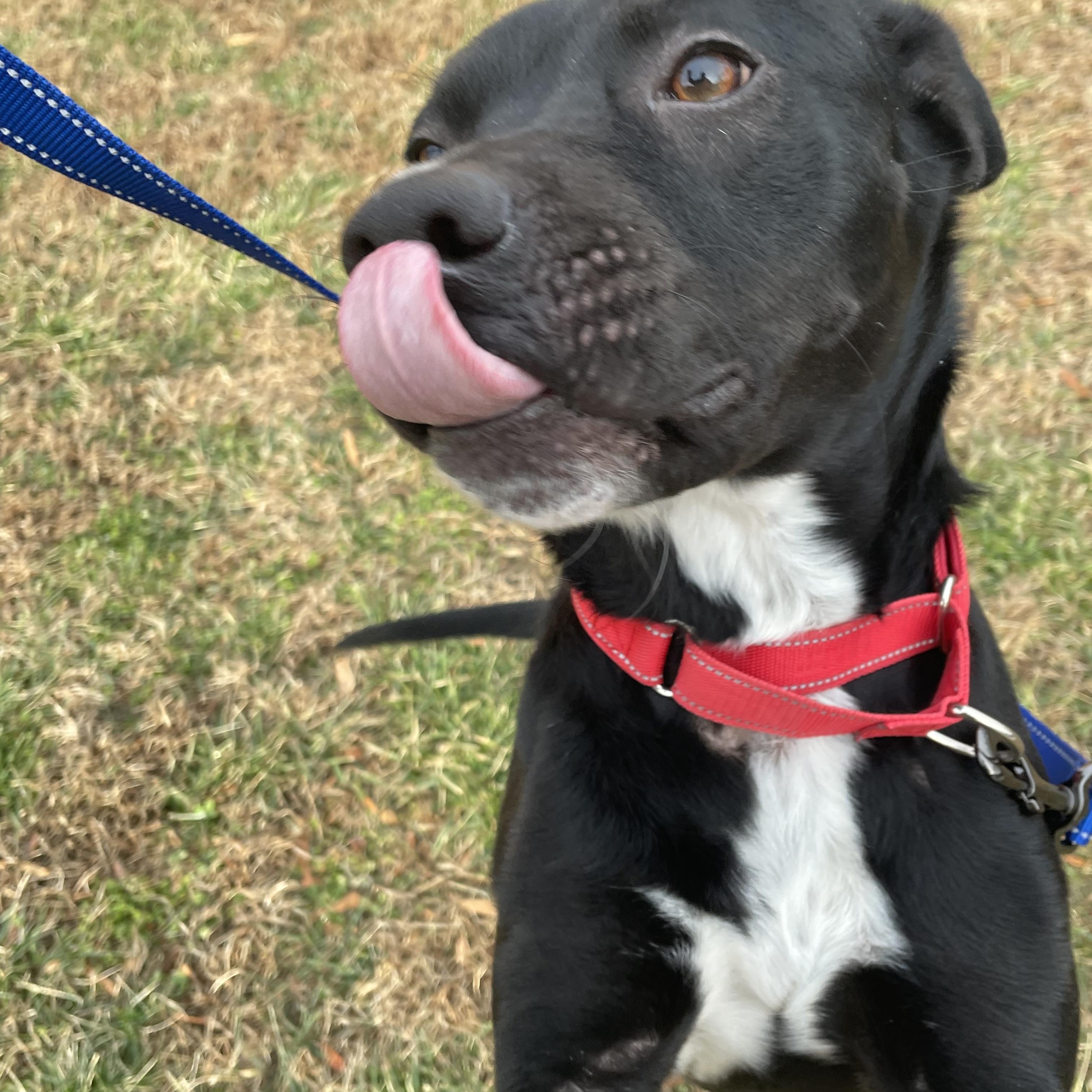 Enlarge Teddy, a ADOPTABLE mixed breed in Richmond, VA image 5/5