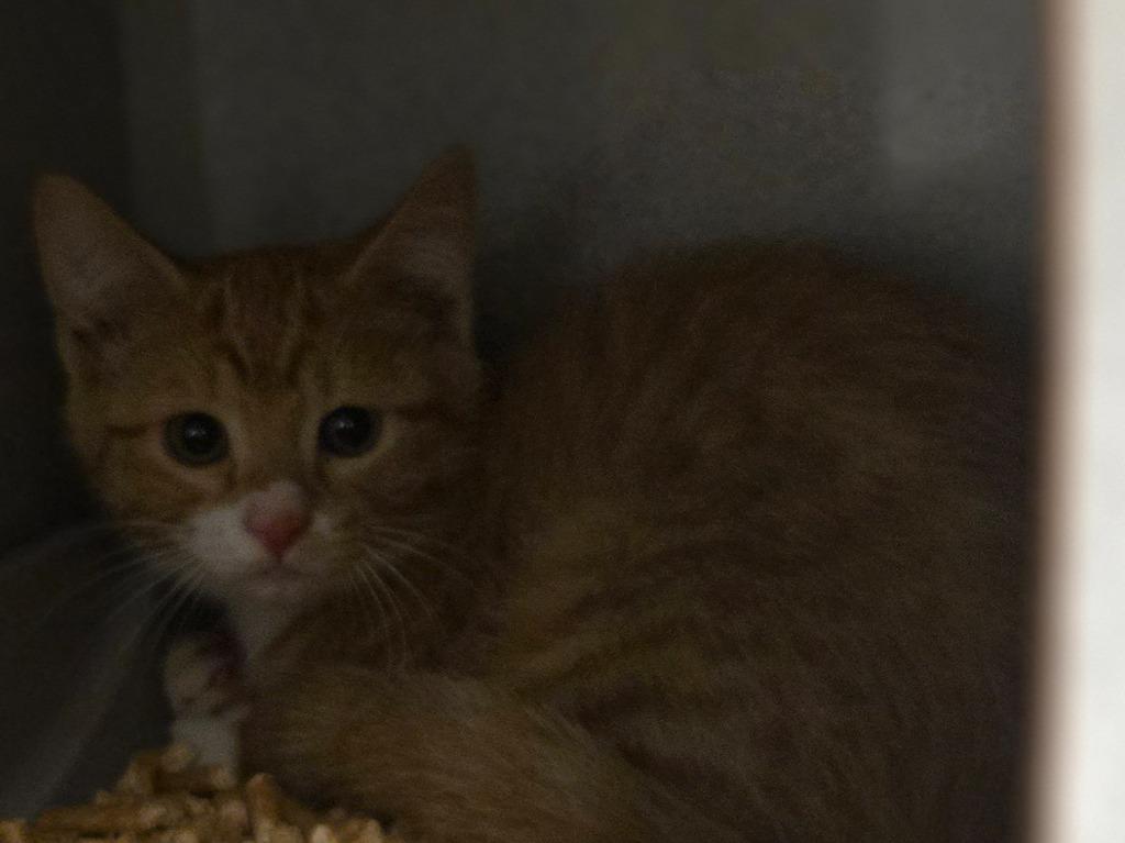 Drizzle, Adoptable, Kitten Female Domestic Short Hair.