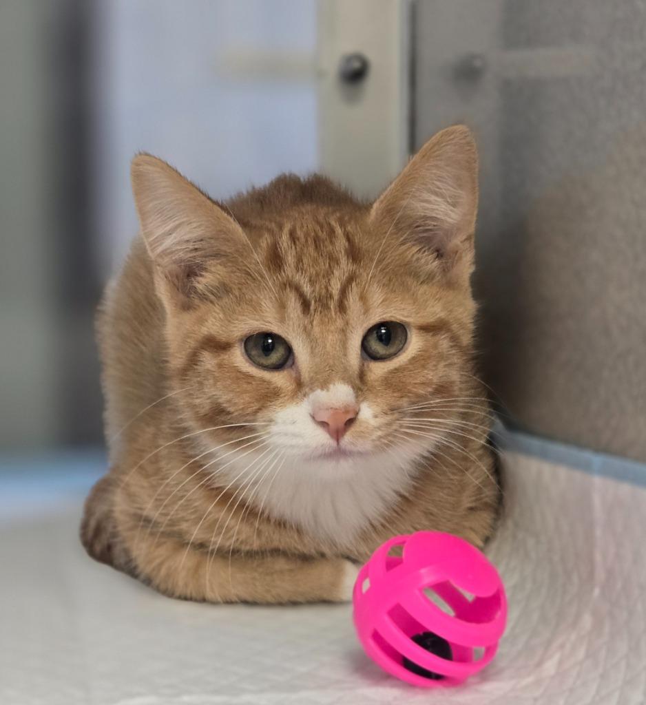 Drizzle, a Adoptable mixed breed in Viroqua, WI image 2/3
