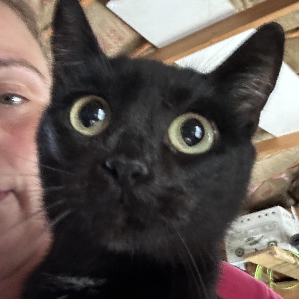 Enlarge Brooke, a Adoptable American Shorthair in mount vernon, AR image 1/1