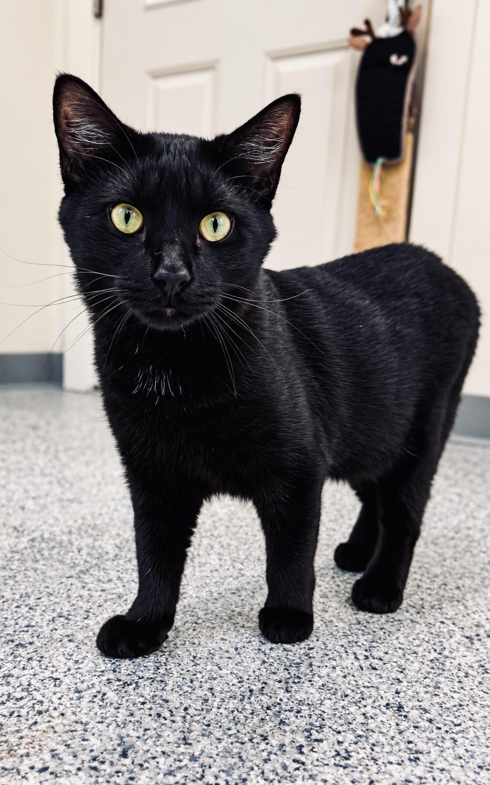 Enlarge Grizzly, a Adoptable Domestic Short Hair in Cherryfield, ME image 1/1