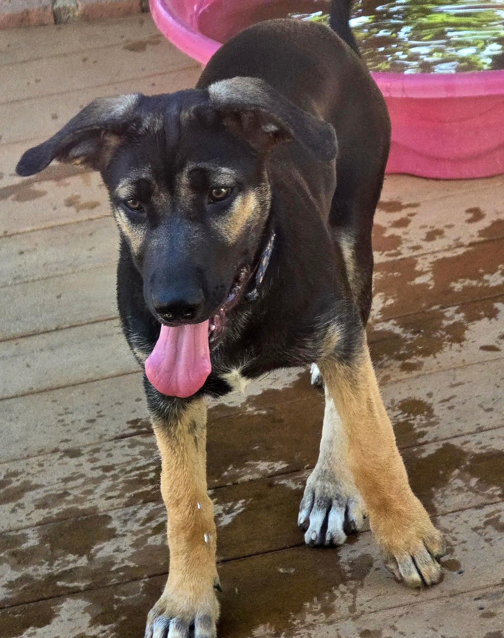 Bunny, adopted, Puppy Female German Shepherd Dog & Cane Corso.